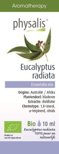 OLEJEK ETERYCZNY EUKALIPTUS AUSTRALIJSKI (EUCALYPTUS RADIATA) BIO 10 ml - PHYSALIS